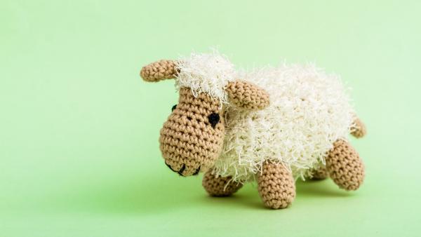 Felipe the Sheep